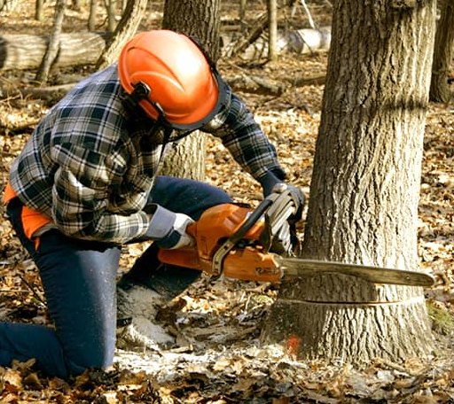 Tree Removal in Sterling, MA